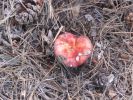 PICTURES/Woods Canyon Lake/t_Red Shroom2.jpg